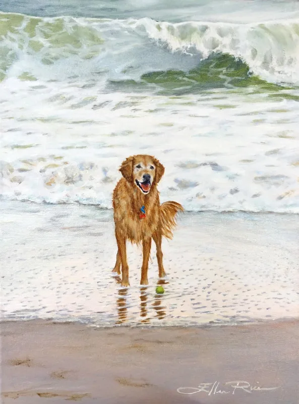 A hopeful Golden Retriever waits for her owner to pick up the ball and throw it into the ocean again.