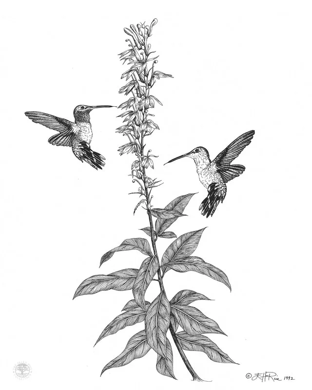 Pen & ink of Ruby throated hummingbirds sipping nectar from a cardinal flower.