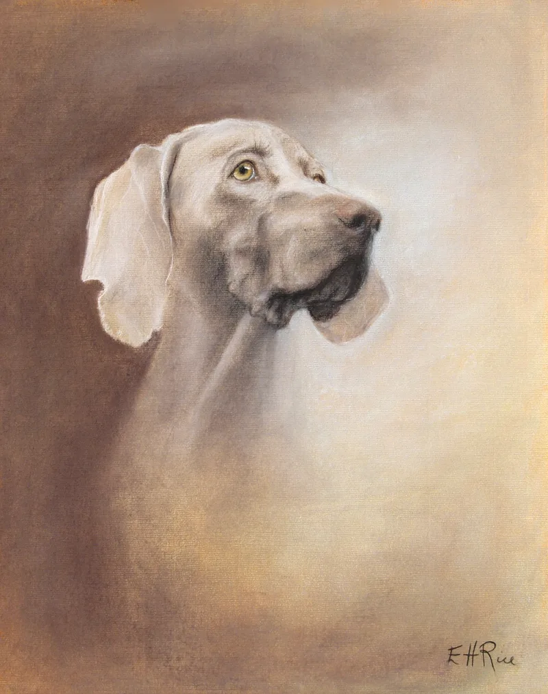 Pastel portrait of the artist's magnificent Weimaraner