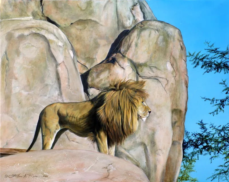 A hungry male lion waits for dinner perched on a rock formation looking intently over his kingdom