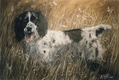 Springer Spaniel in an autumn field.