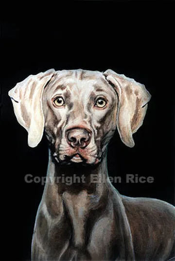 Oil portrait of Weimaraner emerging from  the woods.